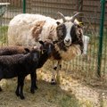 AVATUD TALUDE BLOGI | Vasulas tõi nelja sarvega lammas ilmale kaksikud