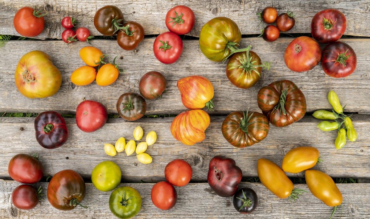 Tomatisordid on väga erinevad nii suuruse, kuju kui ka värvi osas.