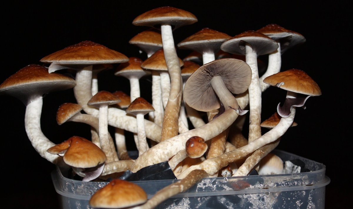 Psilocybe cubensis 