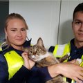Politseinikud käisid külas: viiendalt korruselt alla visatud kass kosub varjupaigas
