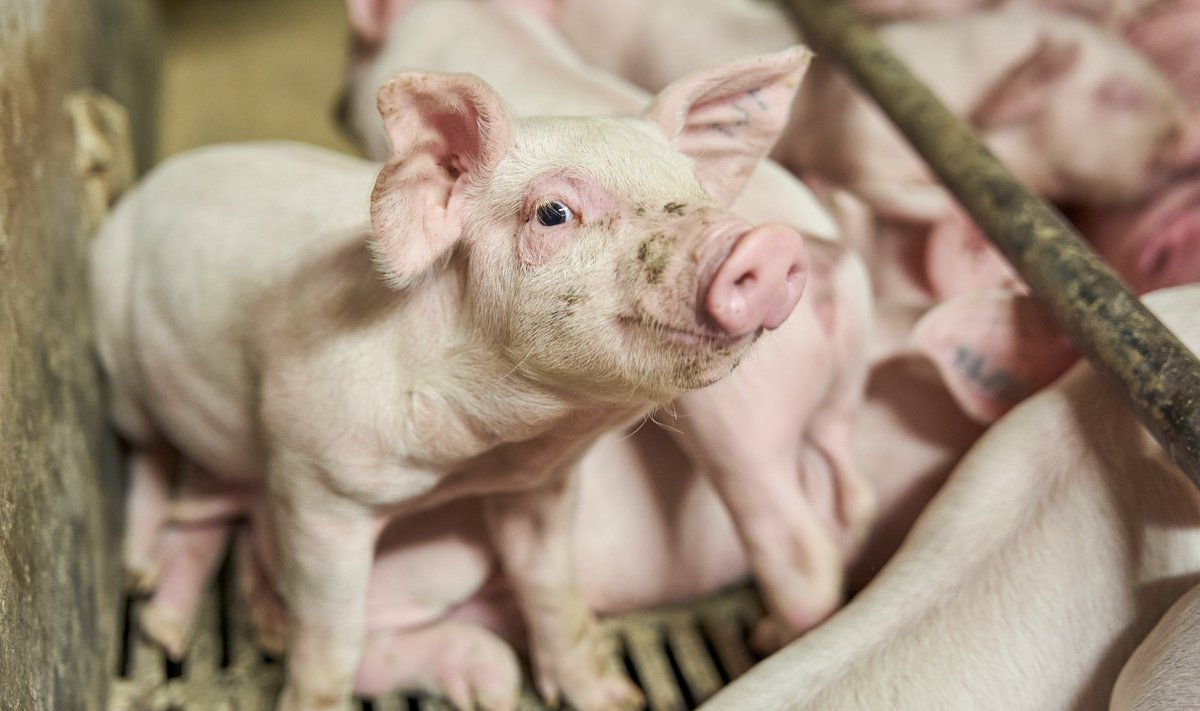 63% sigadest peetakse 8000- ja enamapealistes farmides.