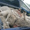 ФОТО | В Рапламаа волки разошлись не на шутку. Хищники загрызли уже около 70 овец