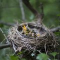 Loomus kutsub üles pidama pesitsusrahu kogu pesitsusaja kõigis metsades