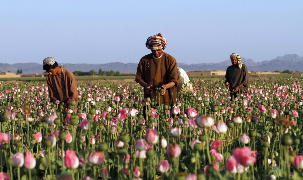 Oopiumi kogumine põllult Kandahari provintsis.