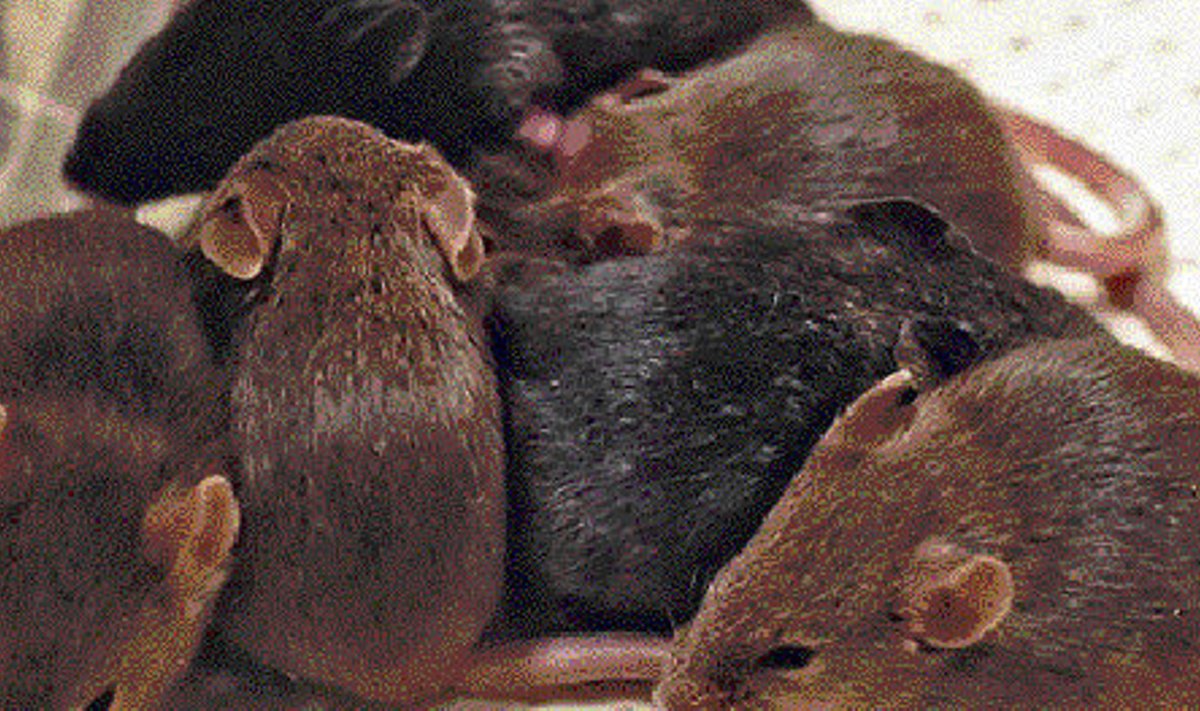 Tuntud katseloomad hiired — see pesakond on saadud 15 aastat külmutatud hiire spermast.