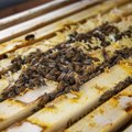 10 asja, mida võiksid teada mesilaste ja mesinike kohta