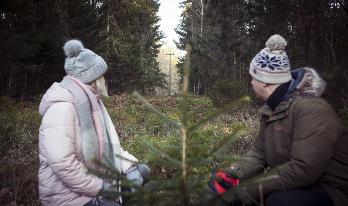 Jõulupuud ootavad riigimetsas omanikku, ikka Kuusekese äpiga.