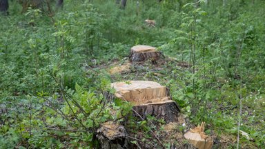 Kas RMK võtab varsti kogu Eesti metsa maha, et üraskitest lahti saada?
