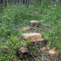 Kas RMK võtab varsti kogu Eesti metsa maha, et üraskitest lahti saada?