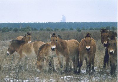 Tšornobõli metsikud hobused (Wikimedia Commons / Xopc)
