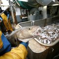 Hiiumaa suurima kalatööstuse varemetel valitseb vaikus