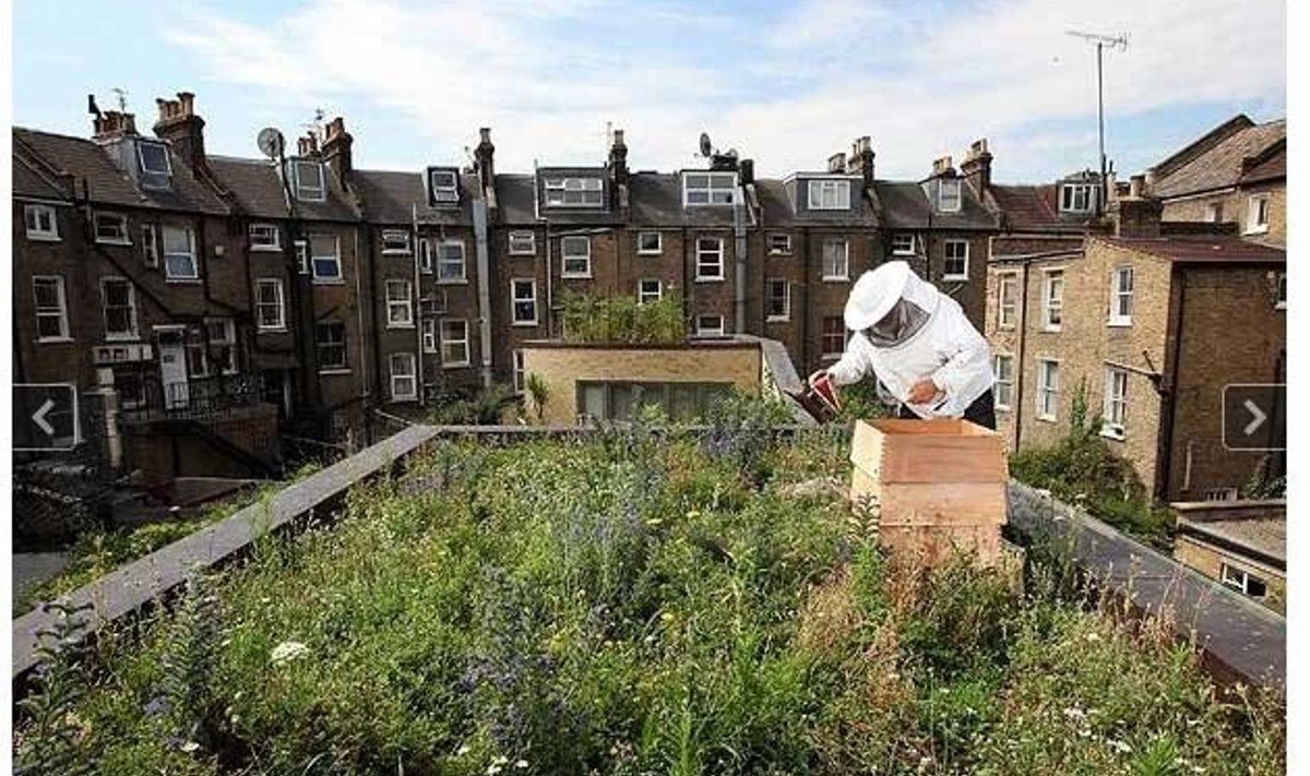 Londonis peetakse mesilasi ka majade katustel. Repro Daily Telegraphist.