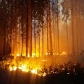 ФОТО и ВИДЕО: Лесной пожар в Валгамаа уничтожил 45 гектаров леса