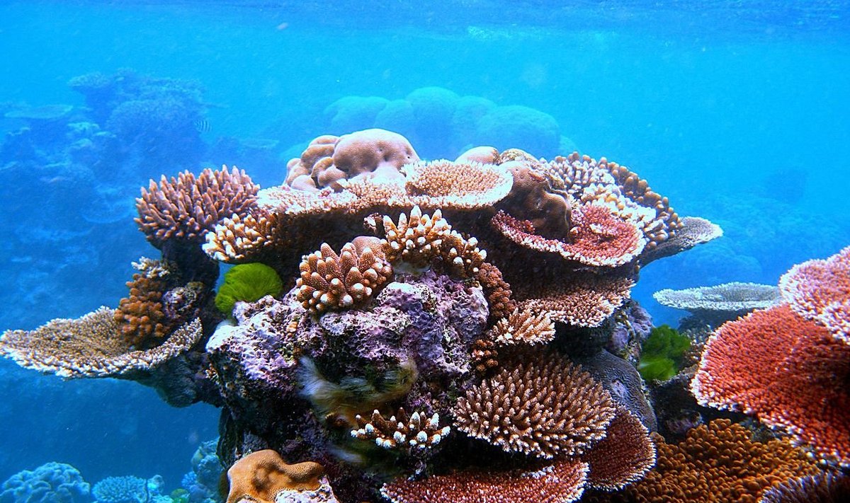 Suur Vallirahu korallide värvikirevuses. Foto: Toby Hudson