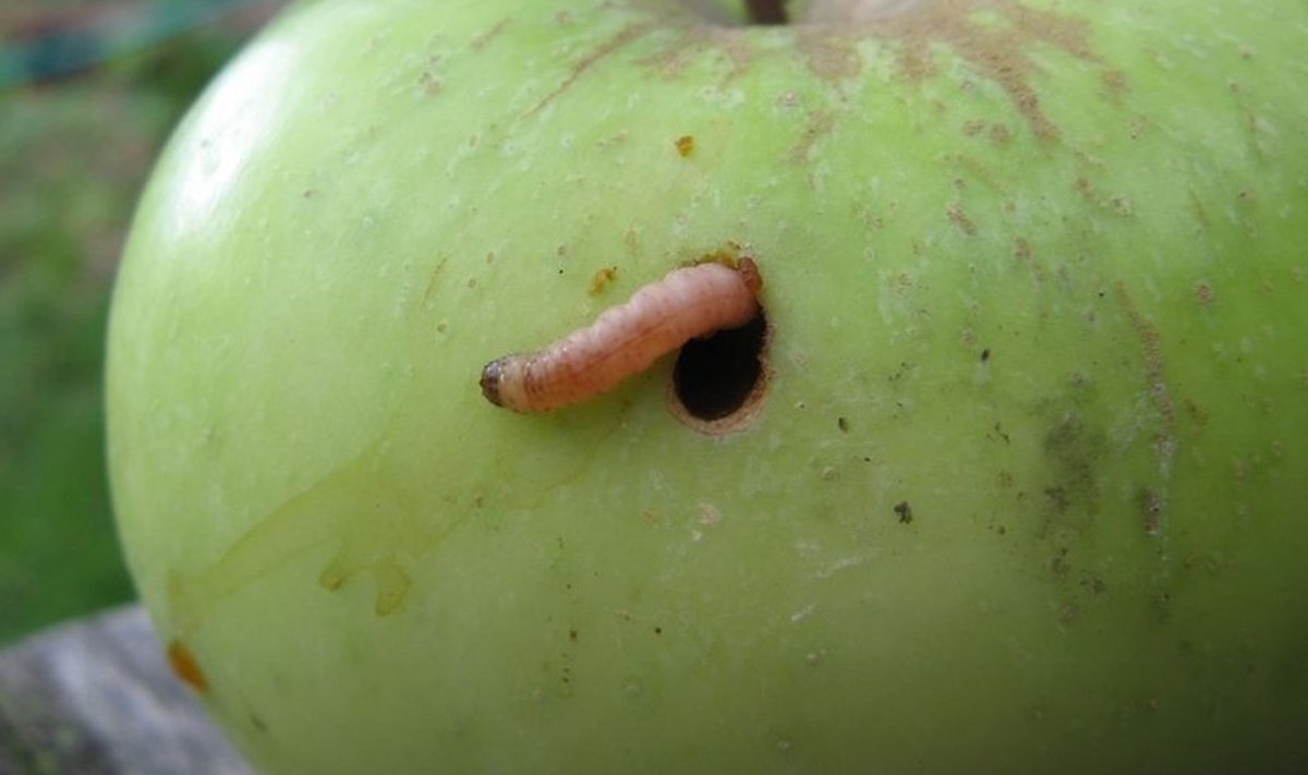 Õunamähkuri vastset nimetatakse enamasti õunaussiks.