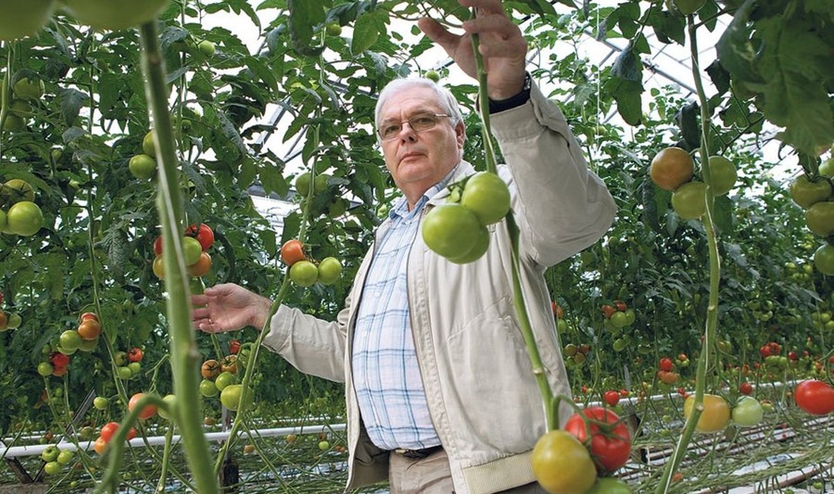 Kui varem kasvatas AS Sagro 600 tonni      tomateid aastas, siis nüüd on see vähenenud 400 tonnile, ilmestab firma juht Kalle Reiter kodumaise köögiviljakasvatuse allakäiku.