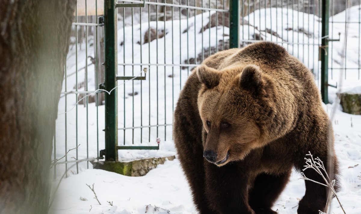 Медведица из Элиствереского парка отмечает свой 25-й день рождения