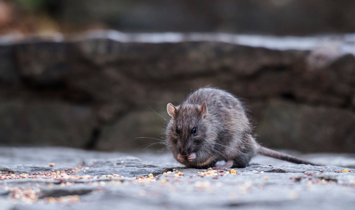 New Yorgis pesitseb tuhandeid rotte.