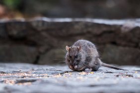 Kummaline. Ameeriklane hakkas New Yorgis pakkuma ekskursiooni, mis keskendub rottide vaatlemisele