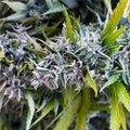 Социальная комиссия Рийгикогу займется вопросом медицинской марихуаны