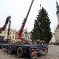 VIDEO JA FOTOD | Tallinna raekoja platsile püstitati jõulukuusk, turg avatakse järgmisel nädalal