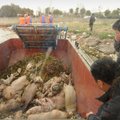 Hiina jõest leitud seakorjuste arv tõusis 6000-ni