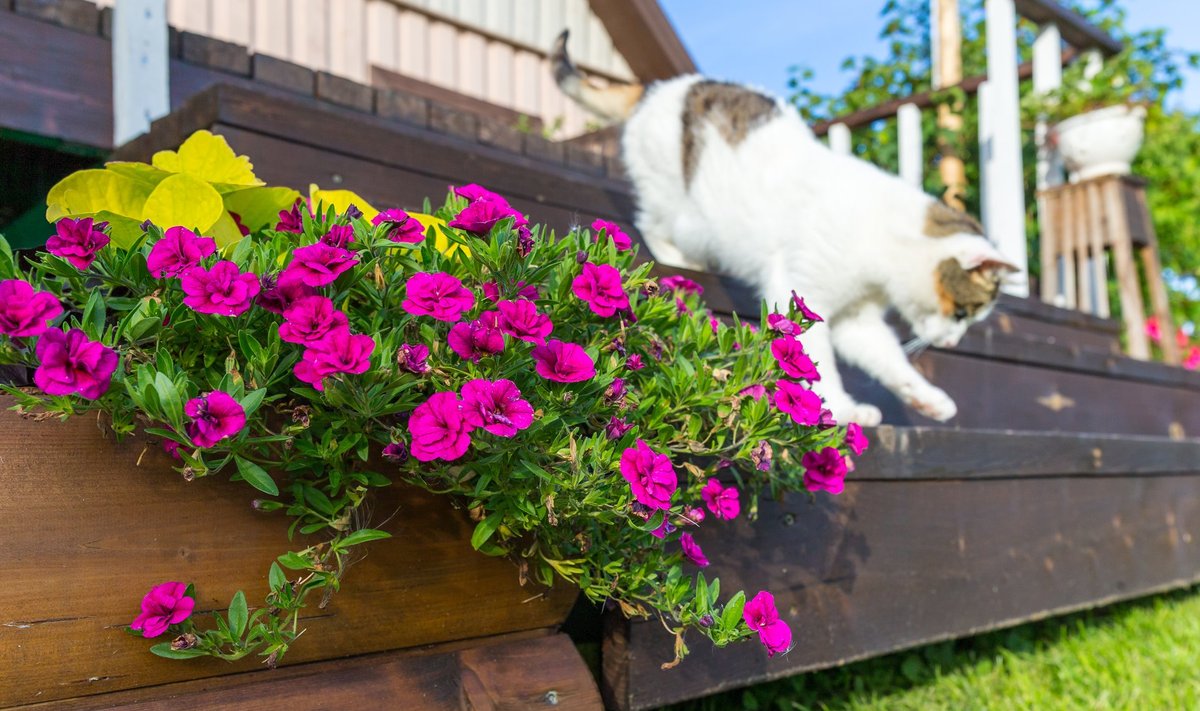 Kass Liisu, kes muidu armastab terrassil aega veeta, põgeneb võõraid nähes.