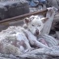 VIDEO | Liigutav lugu lootuse kaotanud koerast, kes elas prügihunnikus, kuni juhtus midagi tõeliselt imelist