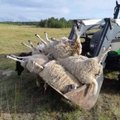 ФОТО | Ужасное зрелище: волки загрызли ночью пару дюжин овец
