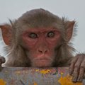 Pähkel teadlastele: Miks ahvid ei räägi nagu inimesed?