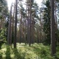 Eesti Erametsaliit: Eesti üks ülesanne EL eesistujamaana on leida metsakasutuse reguleerimiseks õiglane alus