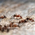 Nipid, kuidas tõrjuda sipelgaid looduslike vahenditega