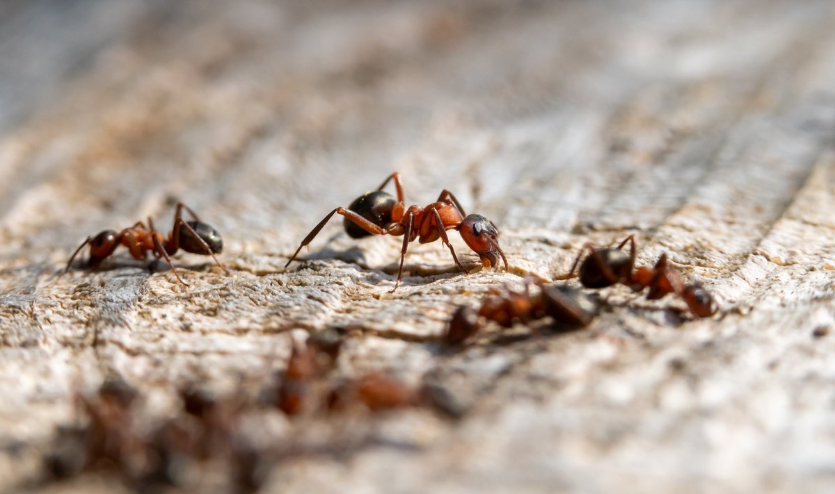 Enne tõrjetööde algust tuleb selgeks teha, kas tegemist on sipelgate või kuklastega.