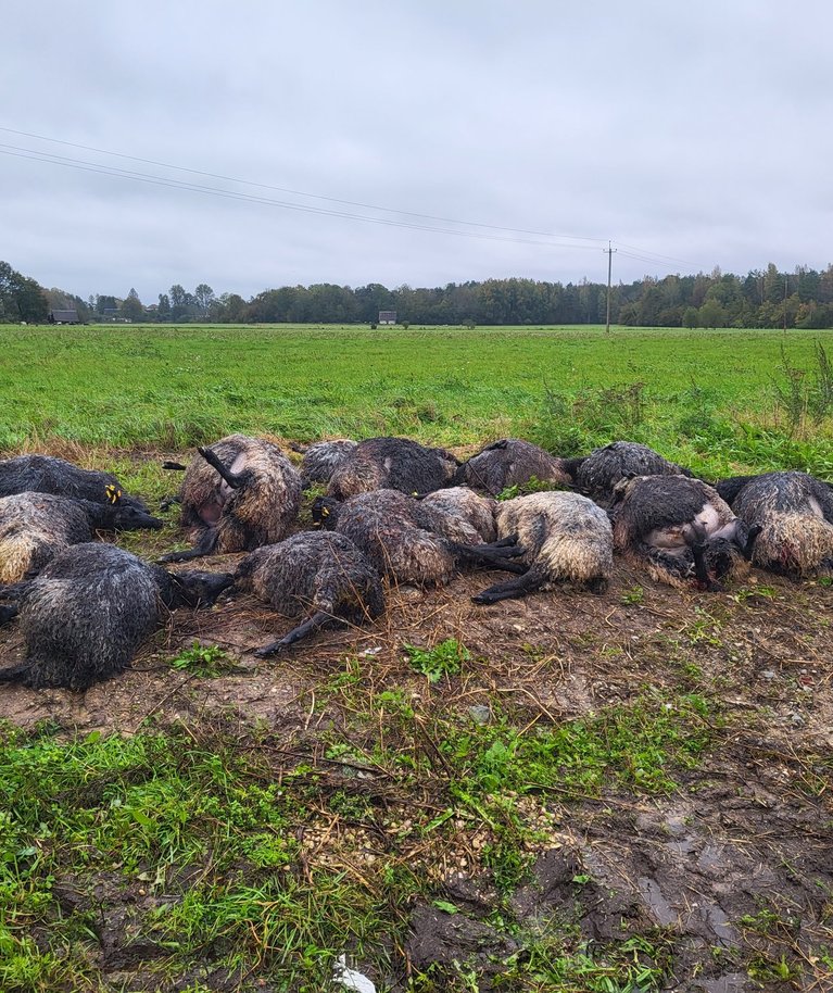 Hundid murdsid mullu Mirjam Pikkmetsa tõukarjast 20 lammast korraga, kellest söödud oli vaid ühte. Viga sai veel 16 lammast.