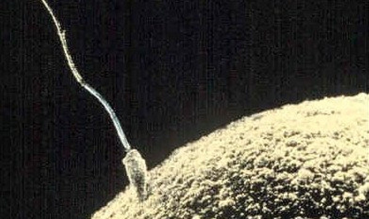 Spermatosoid kohtub munarakuga