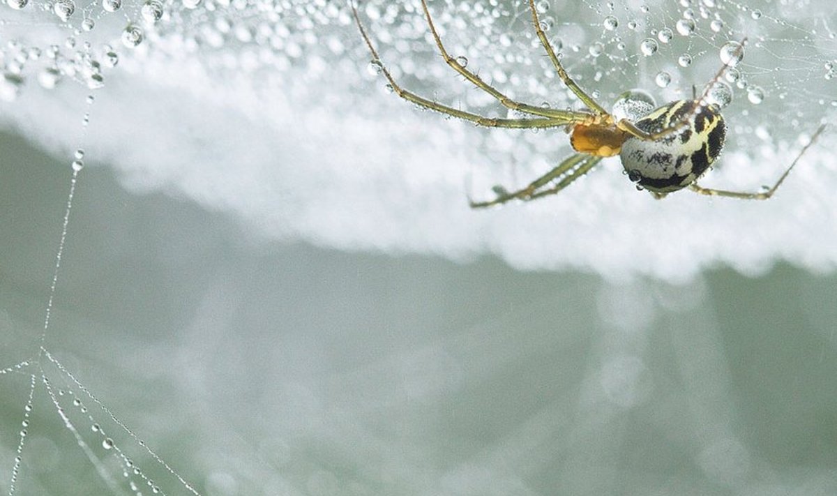 Üks paljudest ämblikest, kes iga päev uue võrgu koob, on kangurlaste (Linyphiidae) sugukonna esindaja. Ämblik ise istub seal, selg allapoole, oodates hommikuse kaste kuivamist ja saaklooma võrkusattumist.