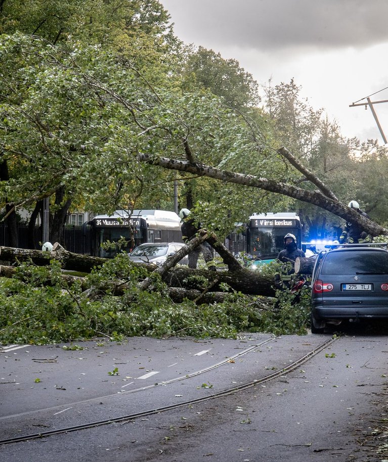 Oktoobri alguses tormiga kukkunud puud Tallinnas Kadriorus.