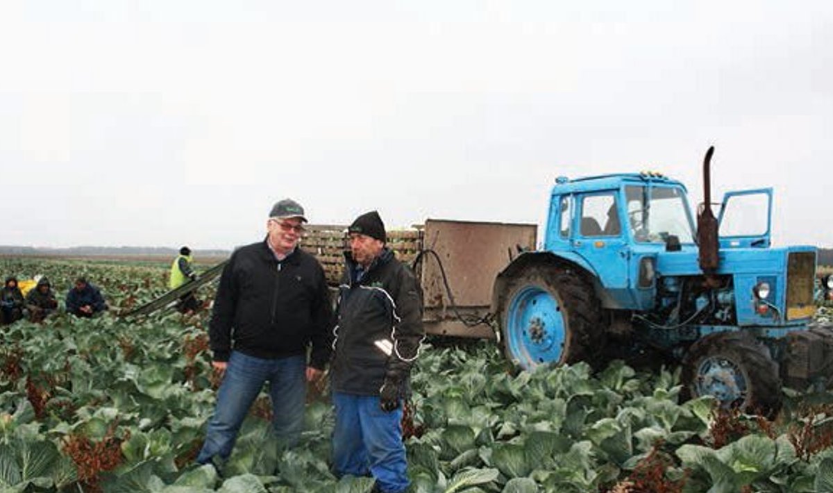 Laagri suure köögiviljatootja Sagro juht Kalle Reiter (vasakul) hindab Vene kaubandussanktsioonide mõju pigem olematuks. „Hinnad on küll madalad, aga nii on igal sügisel, kui on parasjagu kõige massilisem koristusperiood ja kõik tahavad ruttu kaubast laht