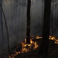 DELFI KAUNASES | Žalgirise austraallane pani võitluses Austraalia metsapõlengute vastu käima heategevusprojekti: iga sent aitab