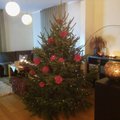 VIDEO: suurepärane idee — kaunista oma jõulupuu imeliste punaste lilledega, see ei maksa sulle eurotki!