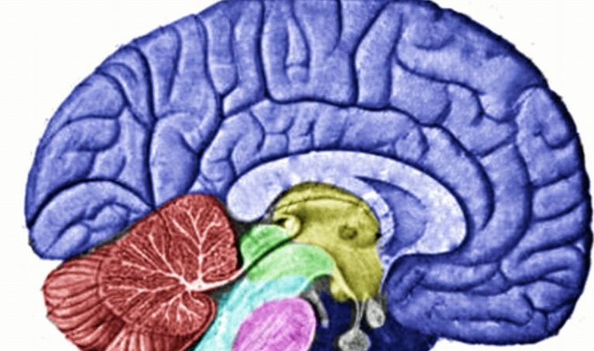 Uus avastus võimaldab ajus toimuvaid protsesse paremini uurida (Foto: Wikimedia Commons)