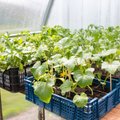 PANE TÄHELE | Need aiatööd tasub teha ära veel enne juuni lõppu
