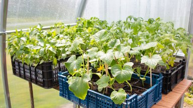PANE TÄHELE | Need aiatööd tasub teha ära veel enne juuni lõppu