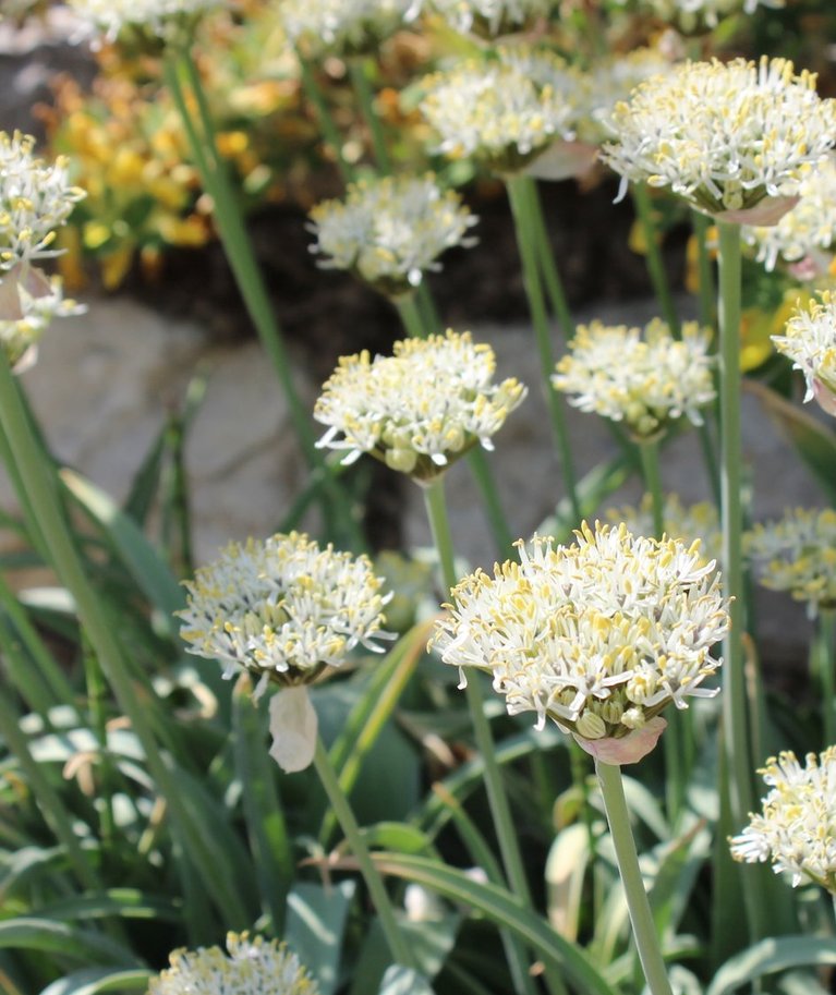 Harputi lauk (Allium kharputense) on beežikasvalgete õitega.