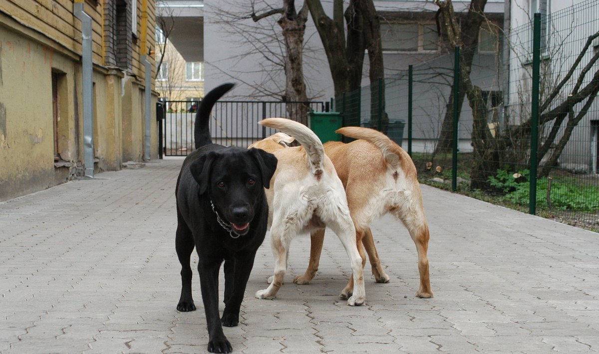 Kõige populaarsem koeratõug Rootsis on labrador. Foto on illustratiivne.