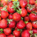 20 põhjust, miks maasikad on parim osa Eesti suvest ja miks sa peaksid neist ennast lõhki sööma