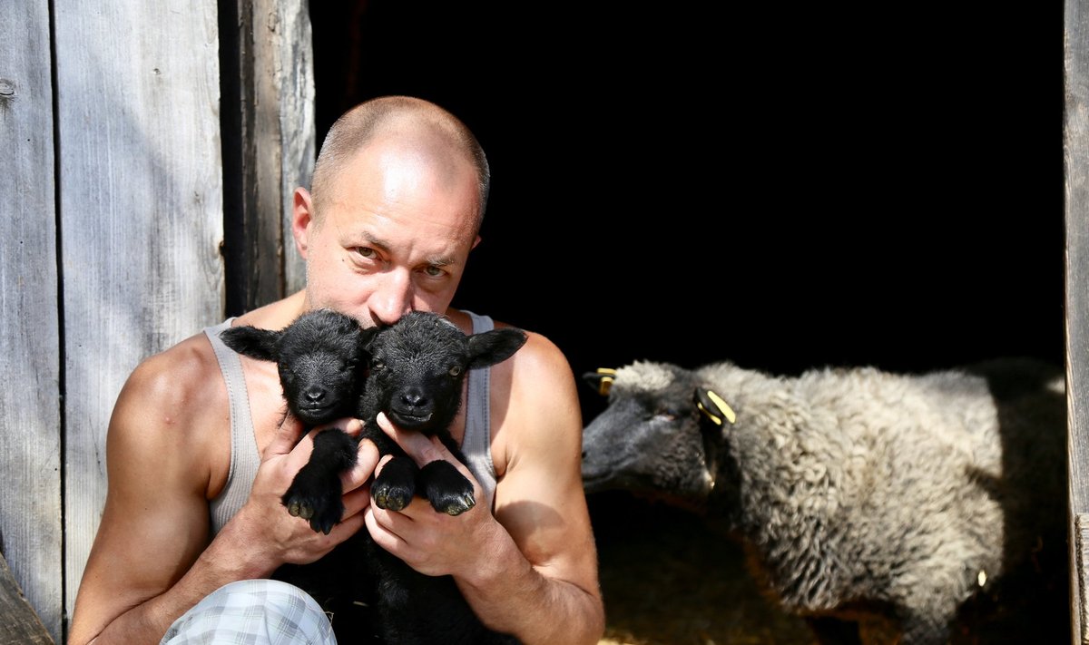 Balletiartist Ivar Eensoo Mardi talus koos oma lammastega.