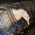 Защитники животных требуют прекратить продажу фуа-гра в Эстонии