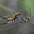 Lendavad ämblikud on reaalsus: teadlased avastasid viisi, kuidas nad seda teevad