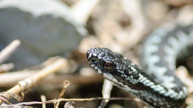 Rästik salvas lemmiklooma? Veterinaar õpetab, kuidas reageerida